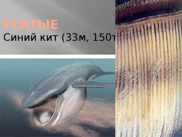 УСАТЫЕ Синий кит (33м, 150т.) 