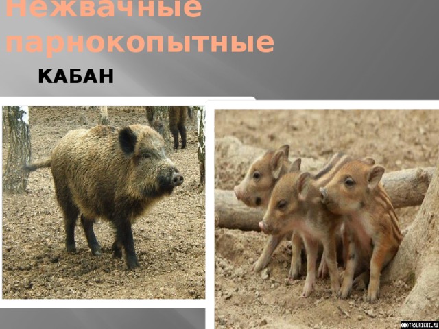 Нежвачные парнокопытные КАБАН 