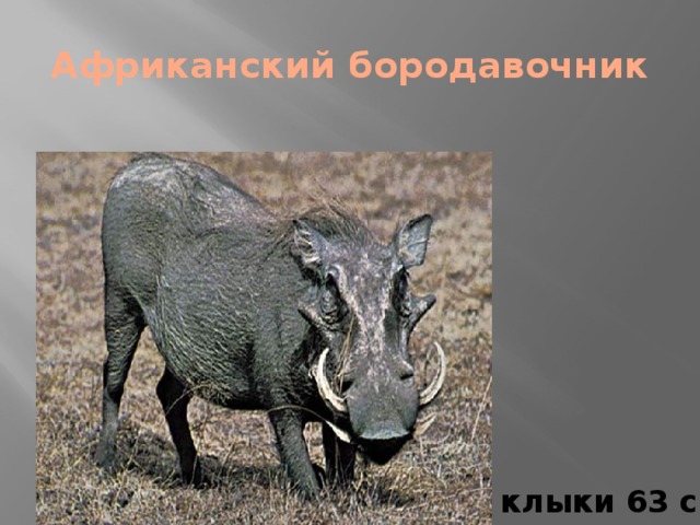 Африканский бородавочник    клыки 63 см. 