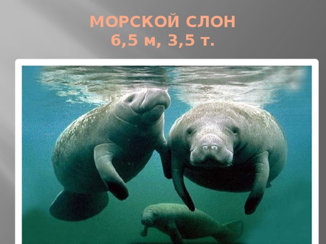 МОРСКОЙ СЛОН  6,5 м, 3,5 т. 