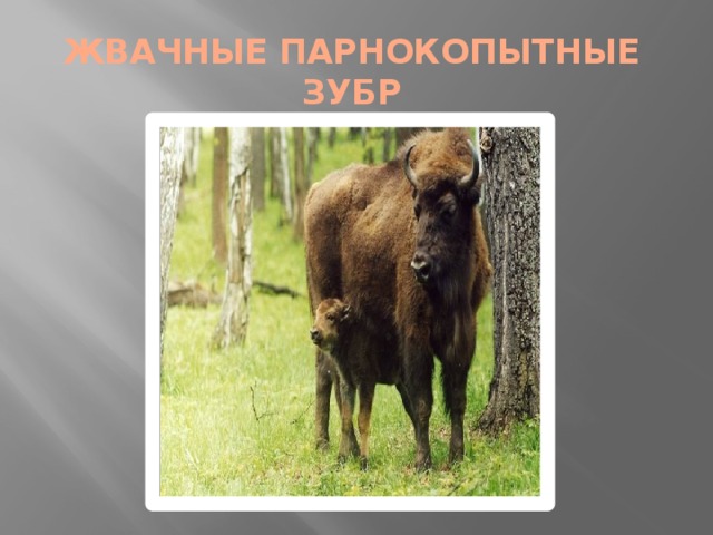 ЖВАЧНЫЕ ПАРНОКОПЫТНЫЕ  ЗУБР 
