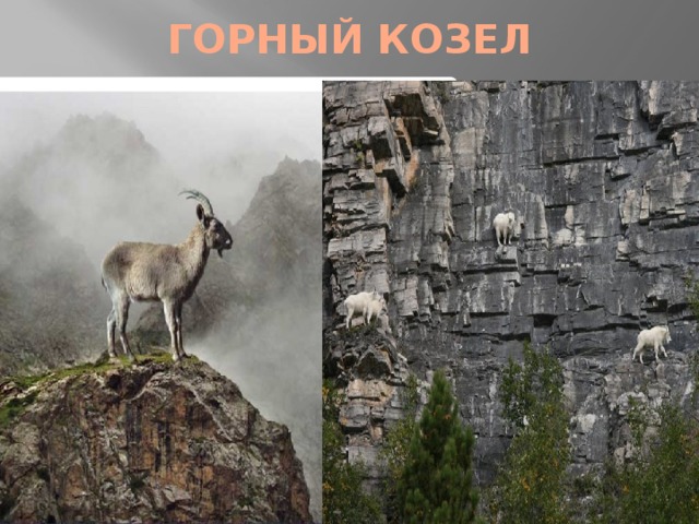 ГОРНЫЙ КОЗЕЛ 