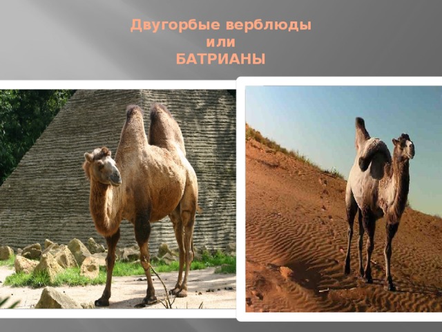 Двугорбые верблюды  или  БАТРИАНЫ 