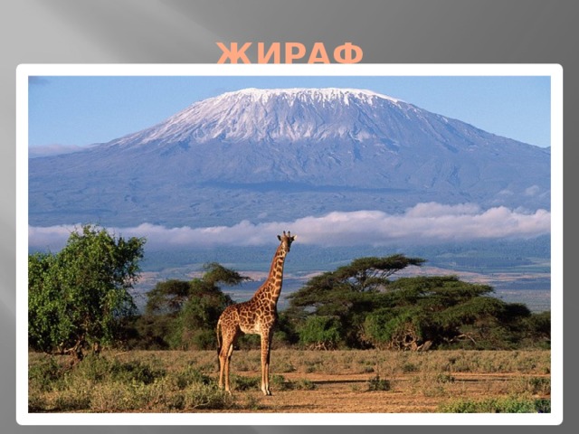 ЖИРАФ 
