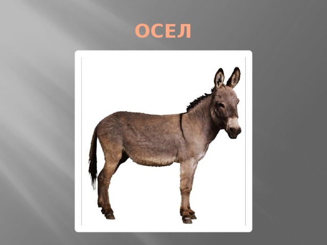 ОСЕЛ 