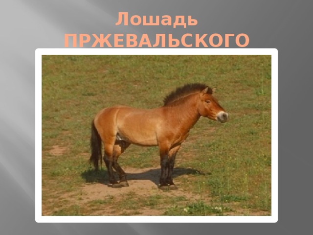 Лошадь ПРЖЕВАЛЬСКОГО 