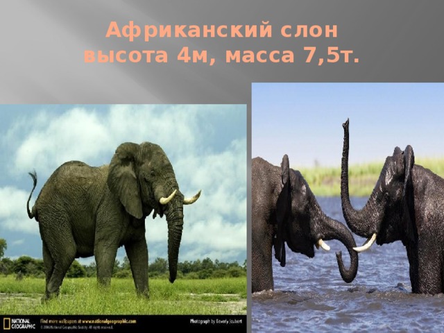 Африканский слон  высота 4м, масса 7,5т. 