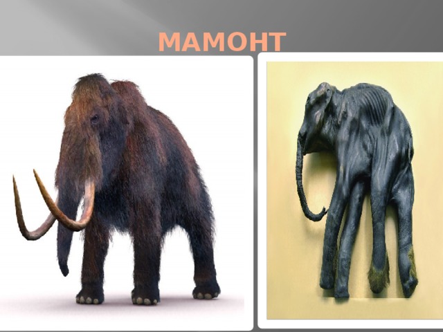 МАМОНТ 