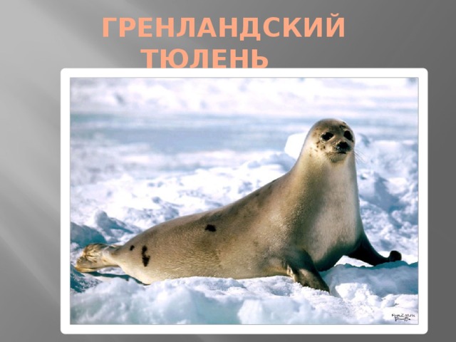  ГРЕНЛАНДСКИЙ ТЮЛЕНЬ  
