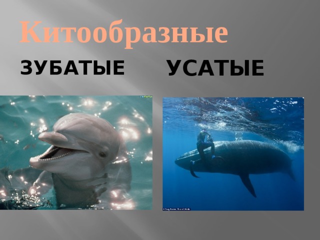 Китообразные ЗУБАТЫЕ УСАТЫЕ 