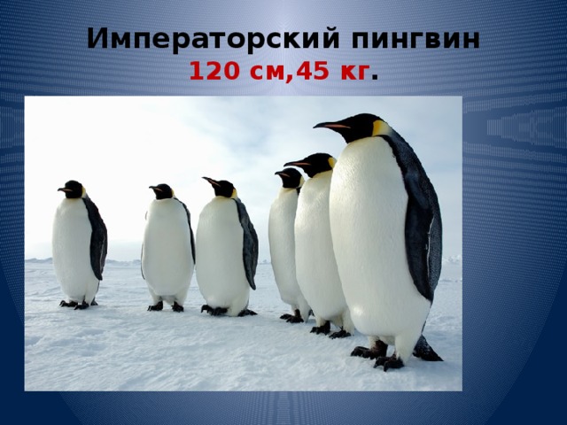 Императорский пингвин  120 см,45 кг . 