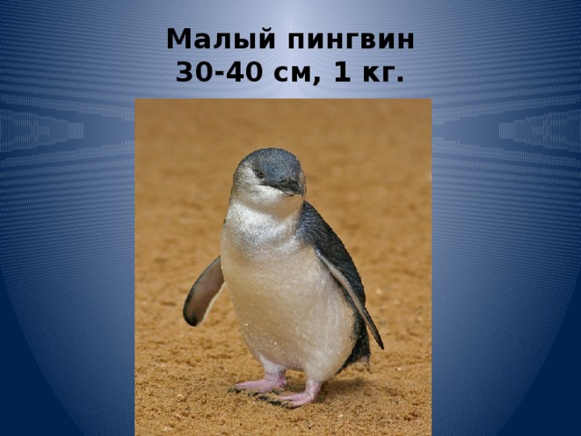 Малый пингвин  30-40 см, 1 кг. 