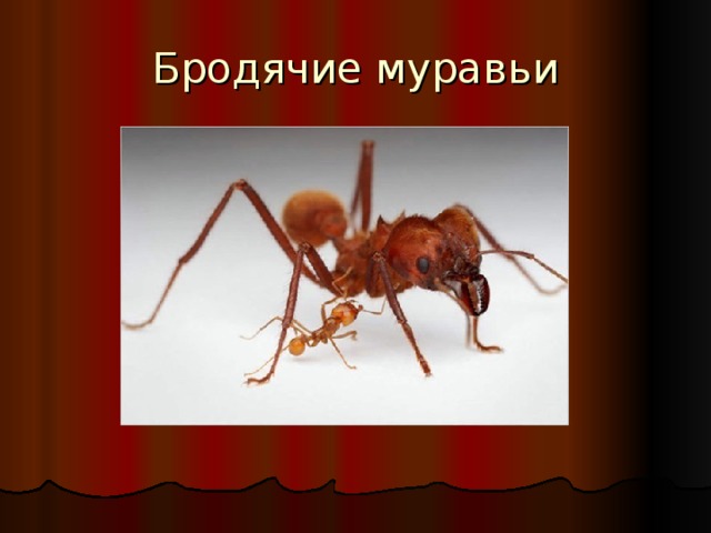 Бродячие муравьи 