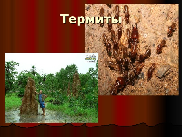 Термиты 