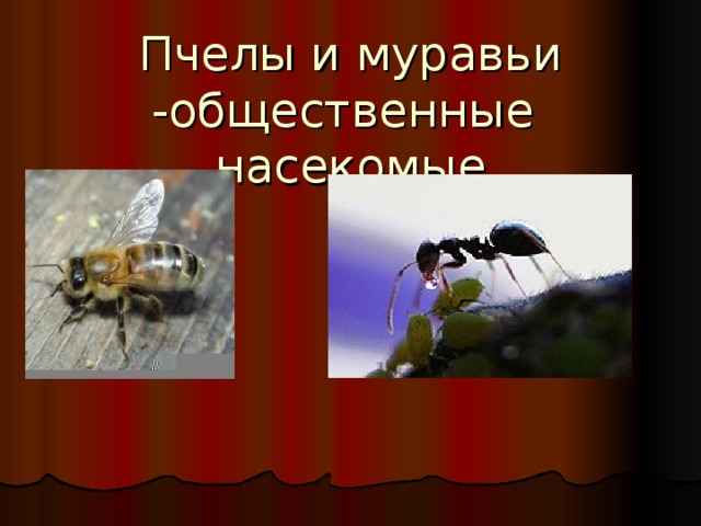 Пчелы и муравьи -общественные насекомые 