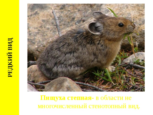 Проект животные оренбургской области занесенные в красную книгу