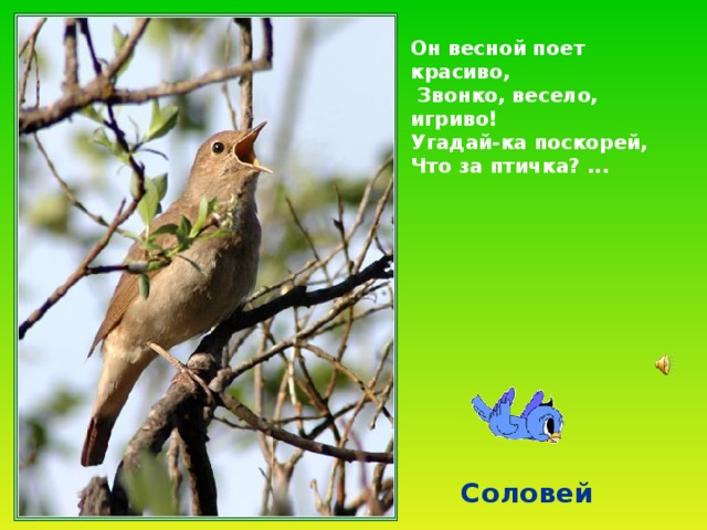 Он весной поет красиво,  Звонко, весело, игриво! Угадай-ка поскорей, Что за птичка? ...  Соловей