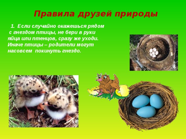 Правила друзей природы  1. Если случайно окажешься рядом  с гнездом птицы, не бери в руки яйца или птенцов, сразу же уходи. Иначе птицы – родители могут насовсем покинуть гнездо.