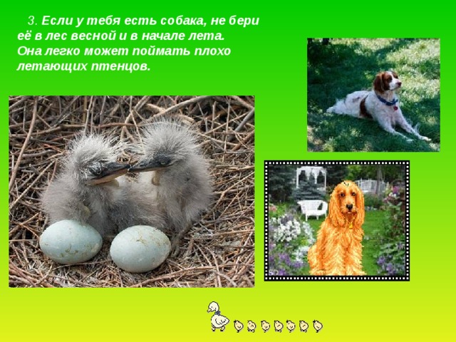 3. Если у тебя есть собака, не бери её в лес весной и в начале лета. Она легко может поймать плохо летающих птенцов.