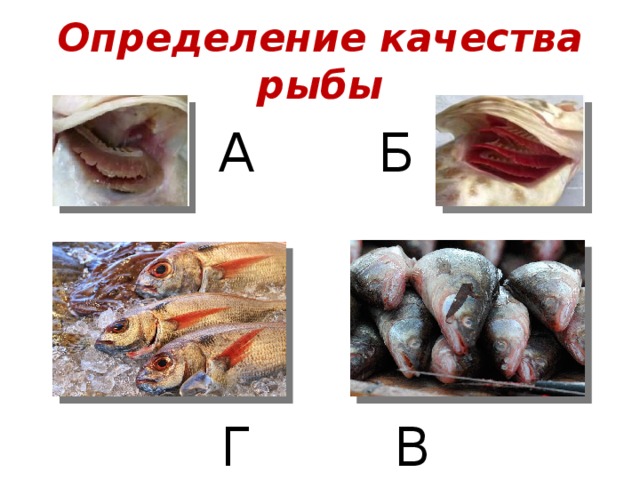 Определение качества рыбы А Б Г В 