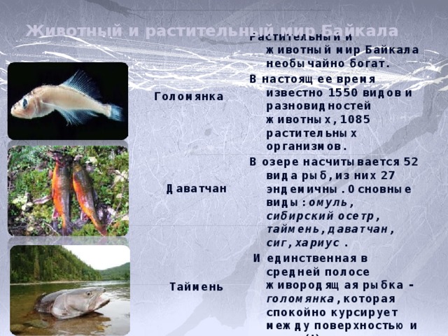 Животный и растительный мир Байкала Растительный и животный мир Байкала необычайно богат. В настоящее время известно 1550 видов и разновидностей животных, 1085 растительных организмов. В озере насчитывается 52 вида рыб, из них 27 эндемичны. Основные виды: омуль,  сибирский осетр, таймень, даватчан, сиг, хариус .  И единственная в средней полосе живородящая рыбка - голомянка , которая спокойно курсирует между поверхностью и дном (!). Средний вес голомянки - 12-15 г . Голомянка Даватчан Таймень 