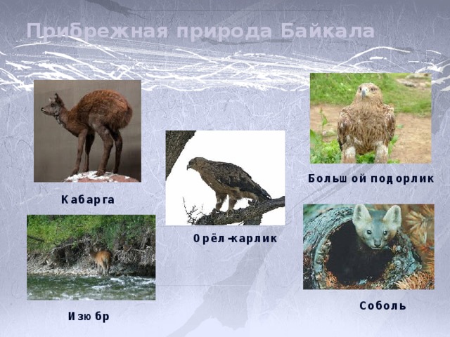 Прибрежная природа Байкала Большой подорлик Кабарга Орёл-карлик Соболь Изюбр 