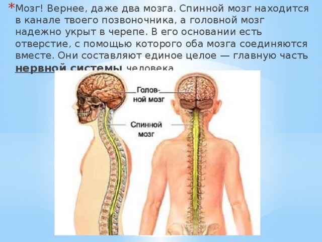 Мозг! Вернее, даже два мозга. Спинной мозг находится в канале твоего позвоночника, а головной мозг надежно укрыт в черепе. В его основании есть отверстие, с помощью которого оба мозга соединяются вместе. Они составляют единое целое — главную часть нервной системы человека. 