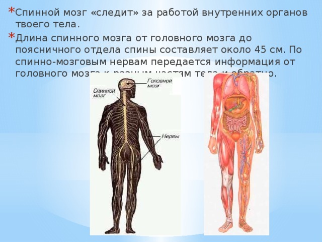 Спинной мозг «следит» за работой внутренних органов твоего тела. Длина спинного мозга от головного мозга до поясничного отдела спины составляет около 45 см. По спинно-мозговым нервам передается информация от головного мозга к разным частям тела и обратно. 