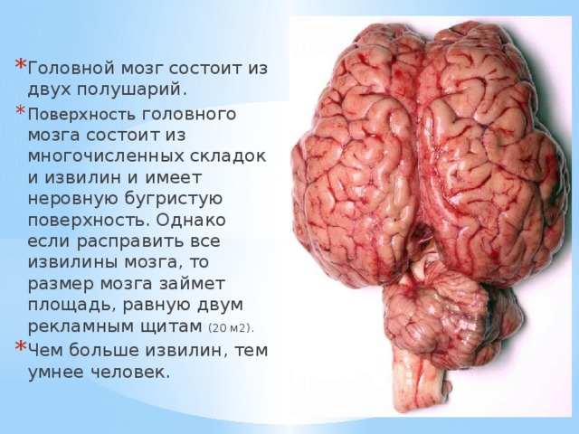 Головной мозг состоит из двух полушарий. Поверхность головного мозга состоит из многочисленных складок и извилин и имеет неровную бугристую поверхность. Однако если расправить все извилины мозга, то размер мозга займет площадь, равную двум рекламным щитам (20 м2). Чем больше извилин, тем умнее человек. 