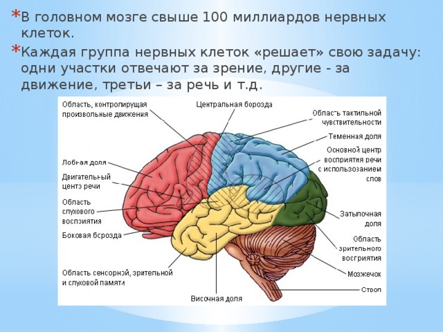 В головном мозге свыше 100 миллиардов нервных клеток. Каждая группа нервных клеток «решает» свою задачу: одни участки отвечают за зрение, другие - за движение, третьи – за речь и т.д. 