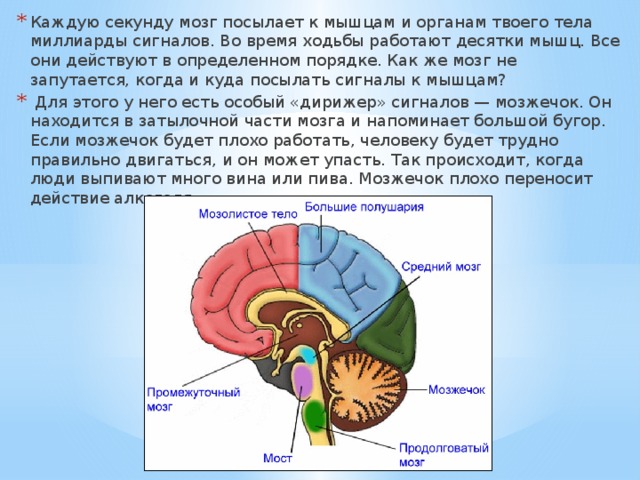 Почему плохо работает мозг и память