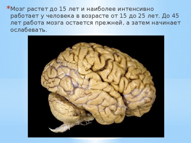 Мозг растет до 15 лет и наиболее интенсивно работает у человека в возрасте от 15 до 25 лет. До 45 лет работа мозга остается прежней, а затем начинает ослабевать. 