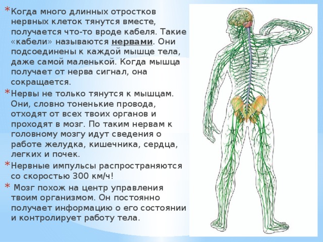 Когда много длинных отростков нервных клеток тянутся вместе, получается что-то вроде кабеля. Такие «кабели» называются нервами . Они подсоединены к каждой мышце тела, даже самой маленькой. Когда мышца получает от нерва сигнал, она сокращается. Нервы не только тянутся к мышцам. Они, словно тоненькие провода, отходят от всех твоих органов и проходят в мозг. По таким нервам к головному мозгу идут сведения о работе желудка, кишечника, сердца, легких и почек. Нервные импульсы распространяются со скоростью 300 км/ч!  Мозг похож на центр управления твоим организмом. Он постоянно получает информацию о его состоянии и контролирует работу тела. 