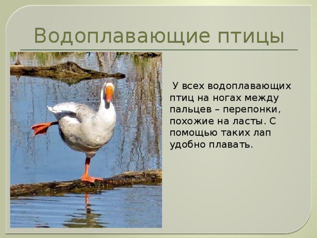 Водоплавающие птицы презентация