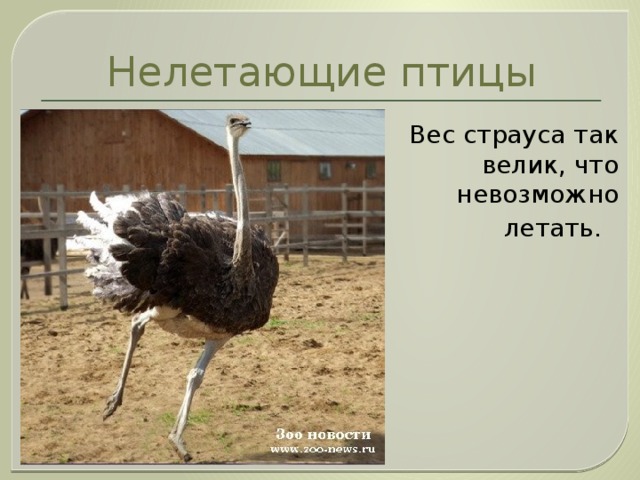 Вес птиц. Вес страуса. Страус вес птицы. Сколько весит страус. Страус вес взрослой птицы.