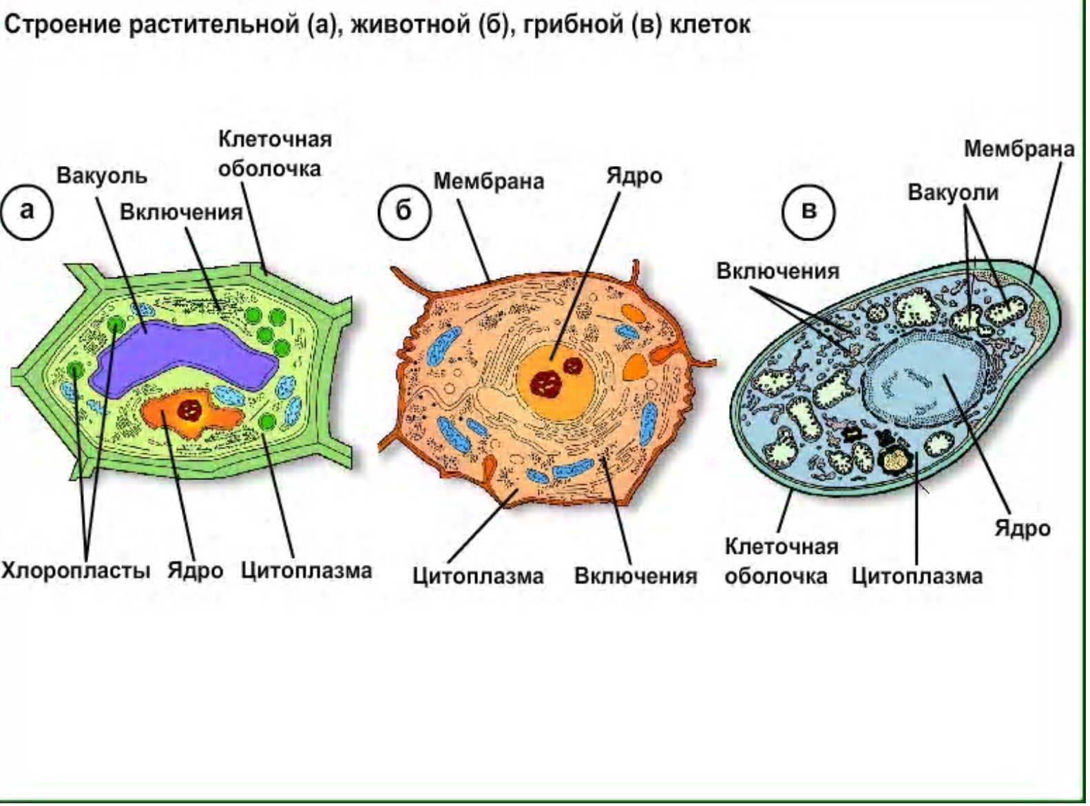 Строение эукариотической клетки животного и растения