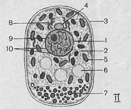 Какой цифрой на рисунке обозначено ядро клетки