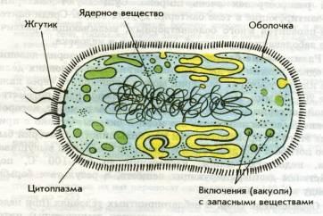 Тематическая карта к урокам «Строение клетки»