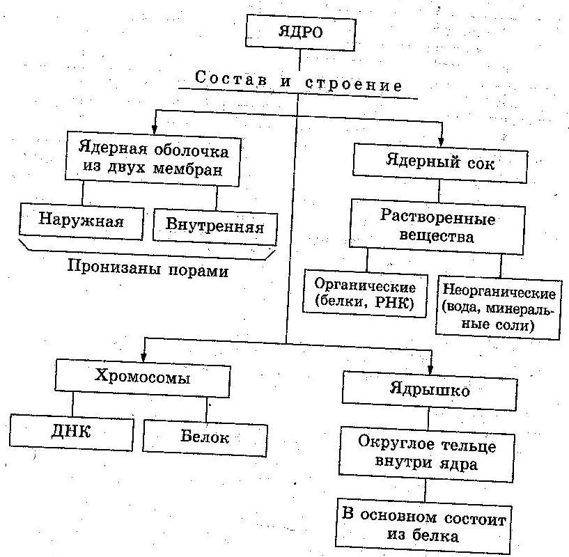 Строение клетки схема таблица