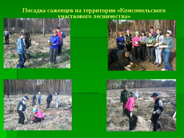Посадка саженцев на территории «Комсомольского участкового лесничества» 