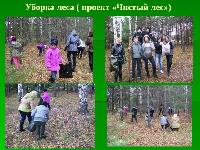 Уборка леса ( проект «Чистый лес») 