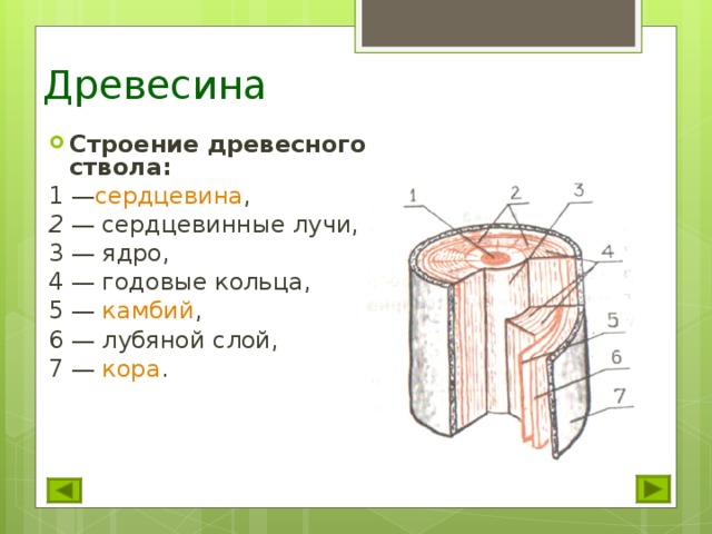 Строение ствола