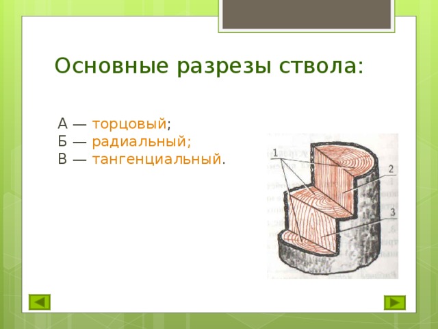 Разрезы древесины. Главные разрезы ствола. Основные разрезы ствола дерева. Назвать главные разрезы ствола.