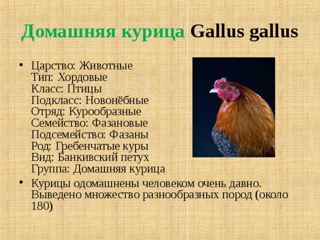 Домашняя курица Gallus gallus Царство: Животные  Тип: Хордовые  Класс: Птицы  Подкласс: Новонёбные  Отряд: Курообразные  Семейство: Фазановые  Подсемейство: Фазаны  Род: Гребенчатые куры  Вид: Банкивский петух  Группа: Домашняя курица Курицы одомашнены человеком очень давно. Выведено множество разнообразных пород (около 180)    