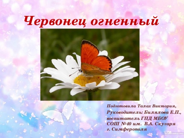 Червонец огненный   Подготовила Талах Виктория , Руководитель: Билялова Е.П., воспитатель ГПД МБОУ СОШ №40 им. В.А. Скугаря г. Симферополя 