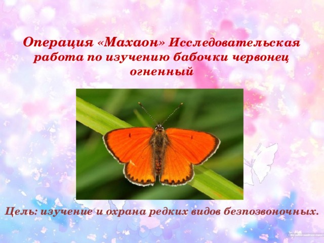 Операция «Махаон» Исследовательская работа по изучению бабочки червонец огненный    Цель: изучение и охрана редких видов безпозвоночных. 