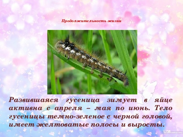   Продолжительность жизни    Развившаяся гусеница зимует в яйце активна с апреля – мая по июнь. Тело гусеницы темно-зеленое с черной головой, имеет желтоватые полосы и выросты.  