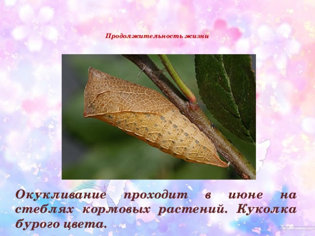   Продолжительность жизни     Окукливание проходит в июне на стеблях кормовых растений. Куколка бурого цвета.  