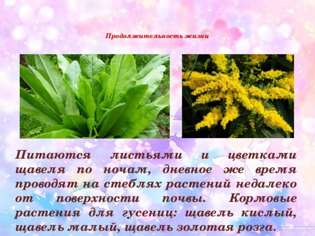   Продолжительность жизни     Питаются листьями и цветками щавеля по ночам, дневное же время проводят на стеблях растений недалеко от поверхности почвы. Кормовые растения для гусениц: щавель кислый, щавель малый, щавель золотая розга.  