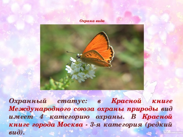   Охрана вида    Охранный статус: в Красной книге Международного союза охраны природы вид имеет 4 категорию охраны. В Красной книге города Москва - 3-я категория (редкий вид).  